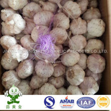 Ail blanc normal frais dans du carton en vrac 10kgs